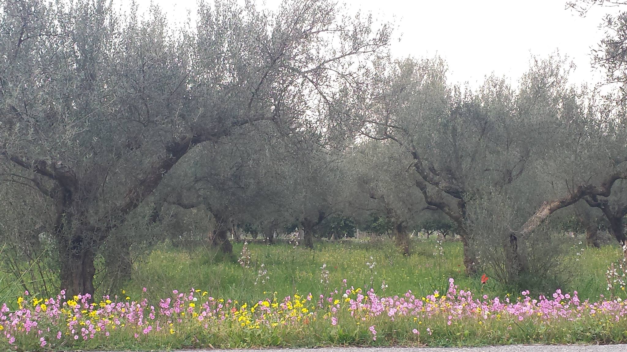 sparta-olive-grove.jpg